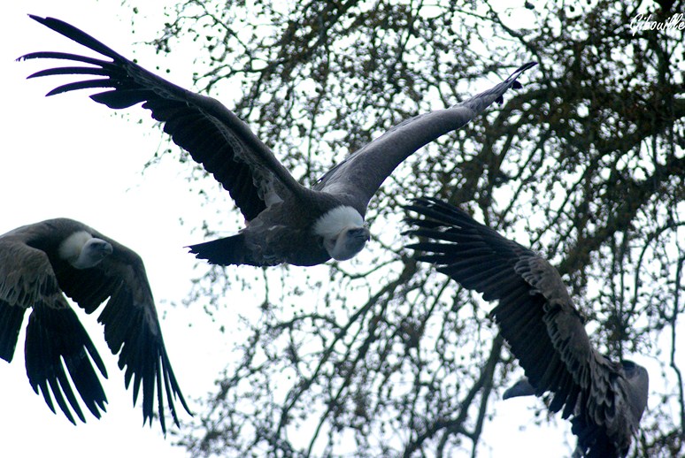 http://loudianou.free.fr/10/animal/vautours2%20(2).JPG